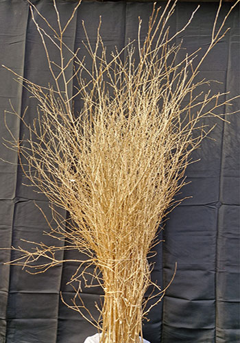 4/5ft Gold painted Birch bundle