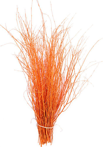 Orange Birch stems Orange Birch stems